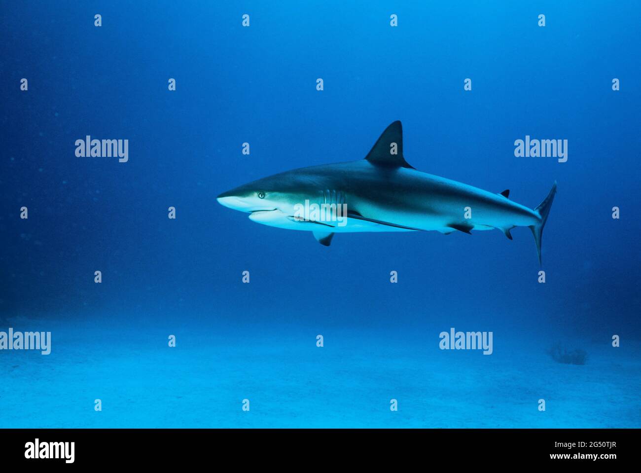 Karibischer Riffhai, Nassau, Bahamas Stockfoto