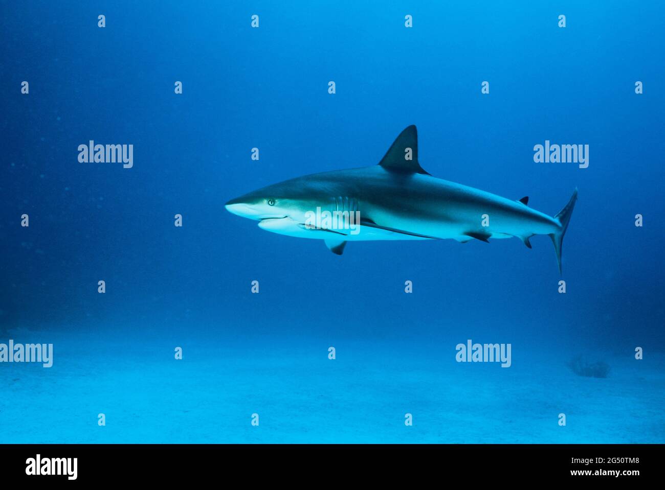 Karibischer Riffhai, Nassau, Bahamas Stockfoto