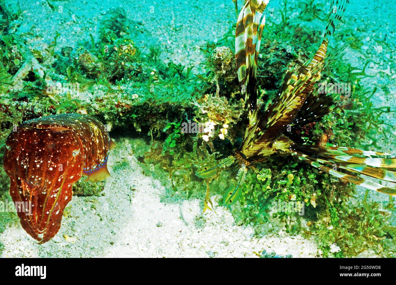 Broadclub-Tintenfisch und -Löwenfisch, Salomonen Stockfoto