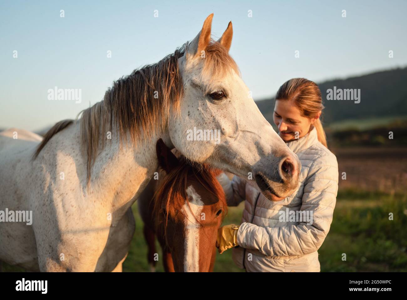 pferdejacke stockfotos und bilder kaufen alamy