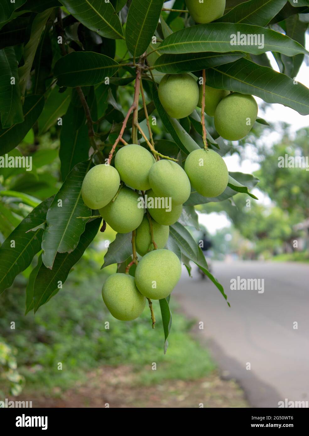 Ein Strauß grüner unreifer Mango auf dem Baum Stockfoto