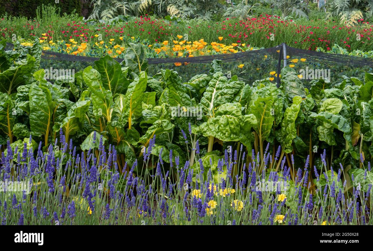 KLEINGARNITUR Lavendel Border & Marigolds führt zu üppigen Gemüsefleckentunnel-Netzen mit Schweizer Mangold und an der Grenze der gelben Blüten der Calendula „Wintersonne“ Stockfoto