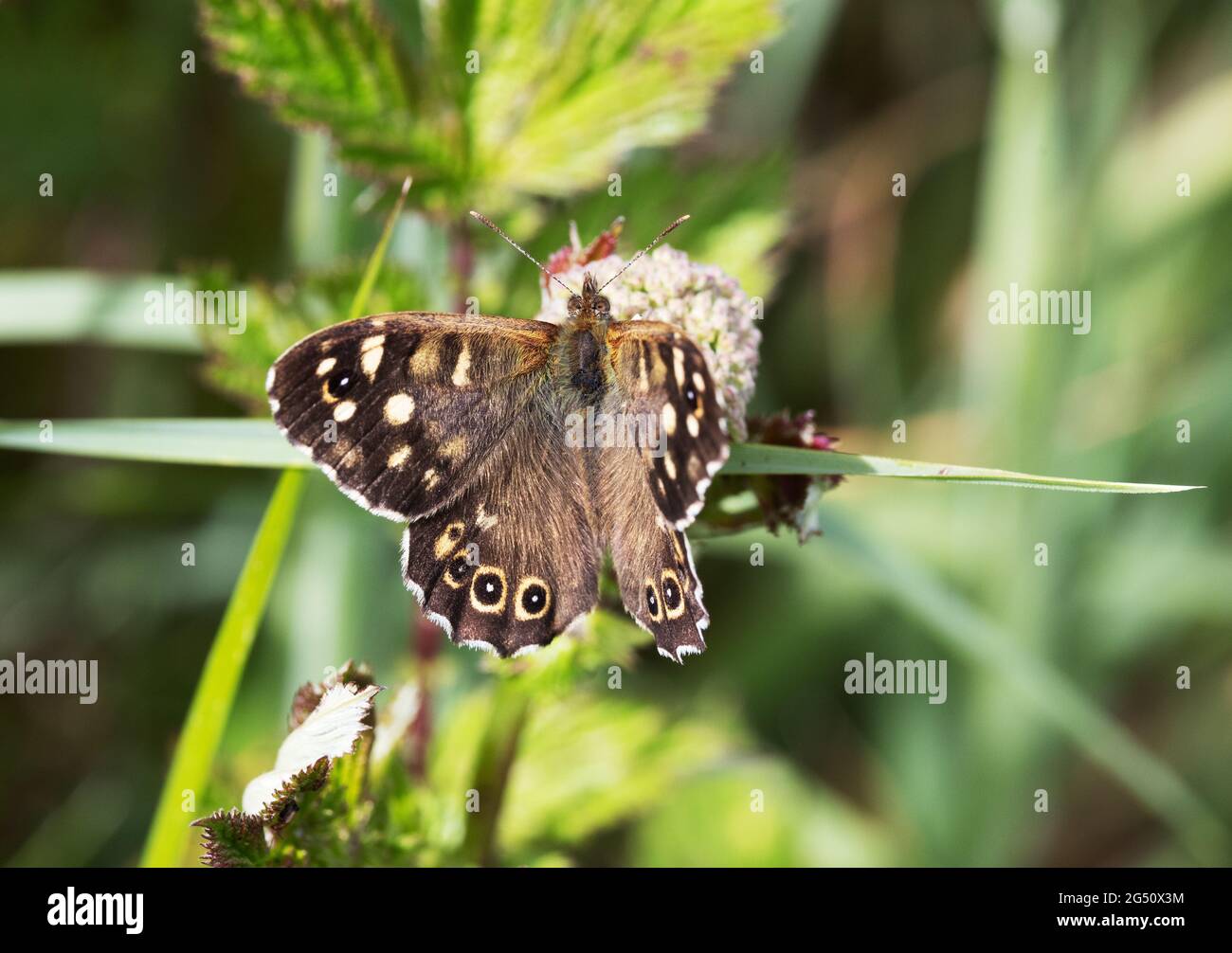 Britische Schmetterlinge; gesprenkeltes Holz butterly Großbritannien; Pararge aegeria tircis, ein häufiger Schmetterling im Wald, Wales, Großbritannien Stockfoto