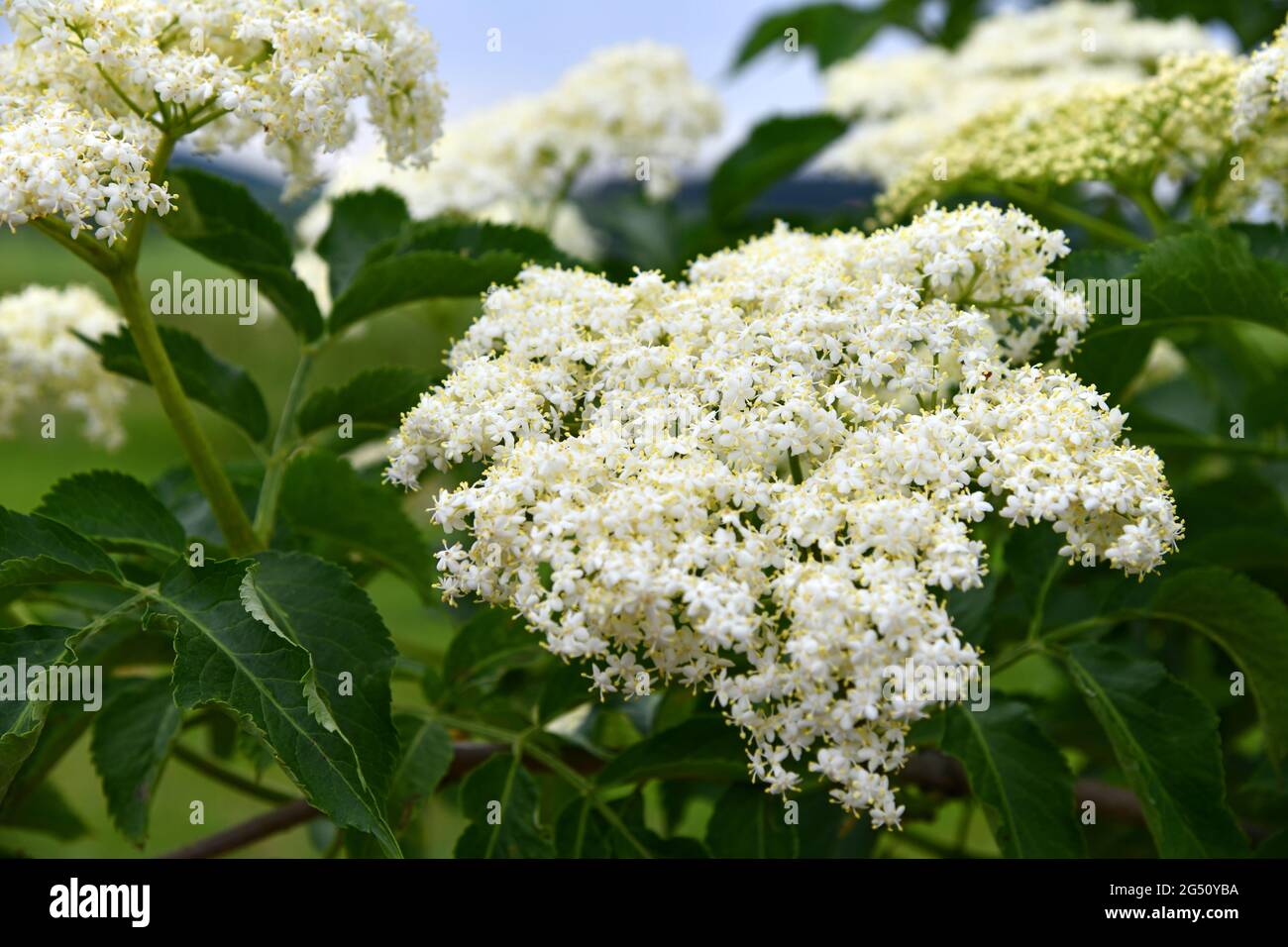 Holunderblüte auf einer Plantage Stockfoto