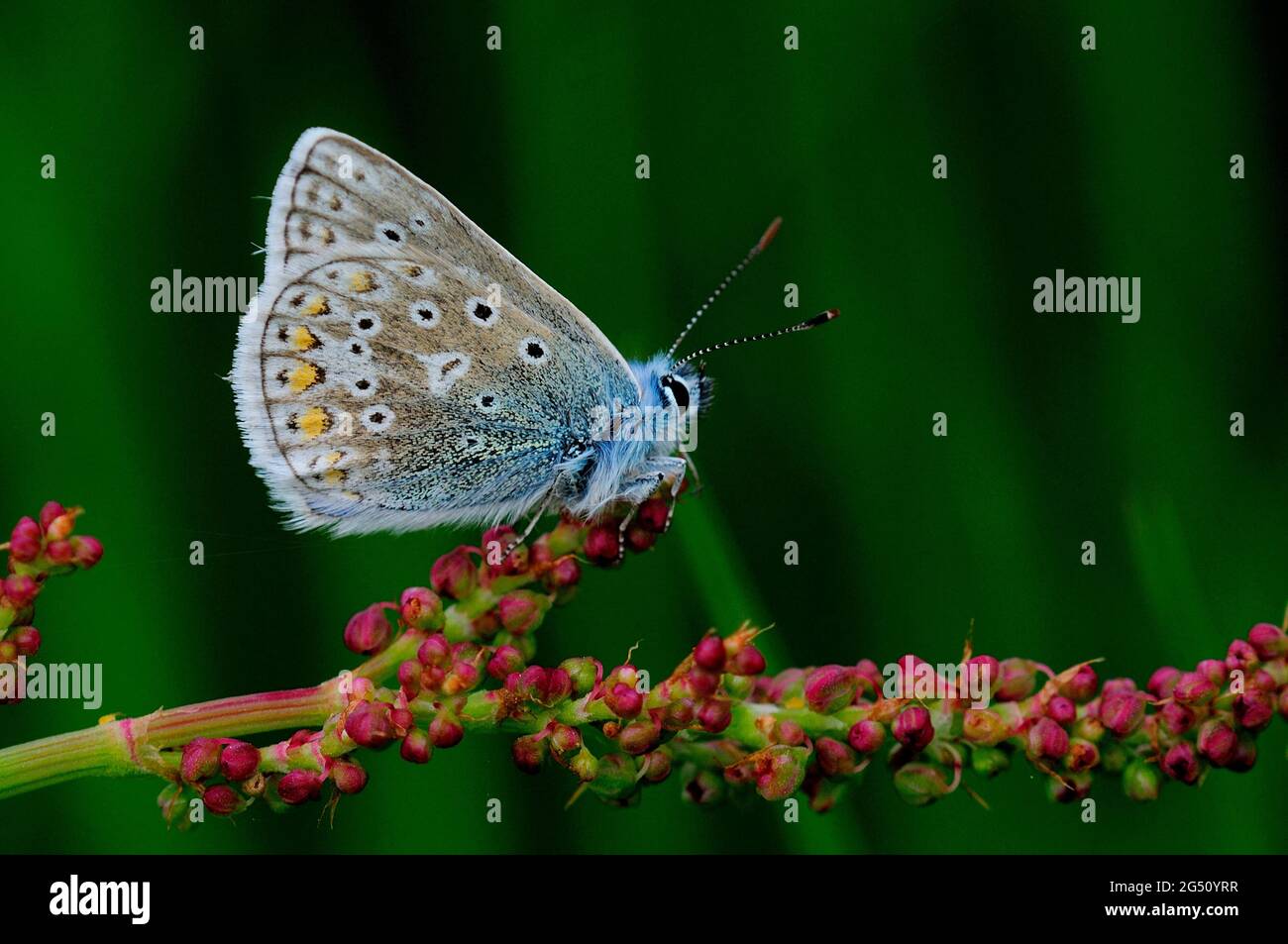 Männlicher blauer Schmetterling in Ruhe. Dorset, Großbritannien Stockfoto