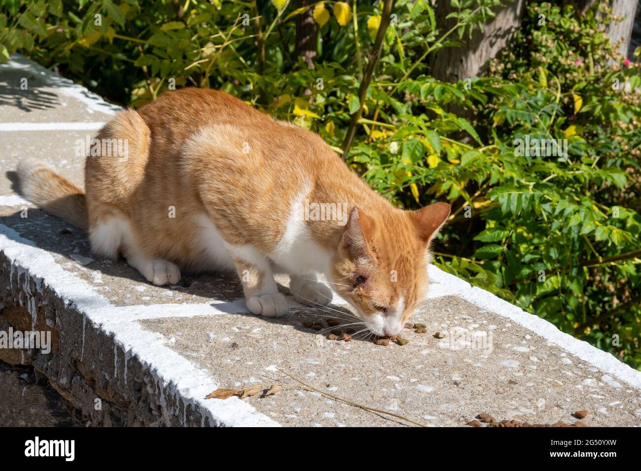 Typische Katze auf der griechischen Straße. Insel Paros, Kykladen, Griechenland Stockfoto