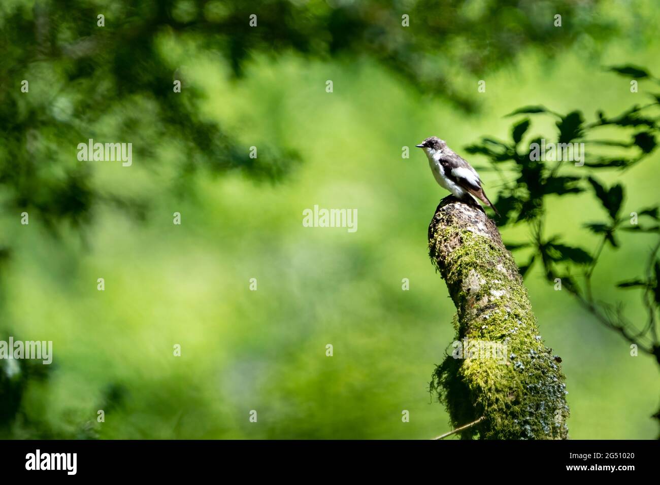 Pied Flycatcher (Ficedula hypoleuca), aufgenommen bei RSPB Dinas Stockfoto