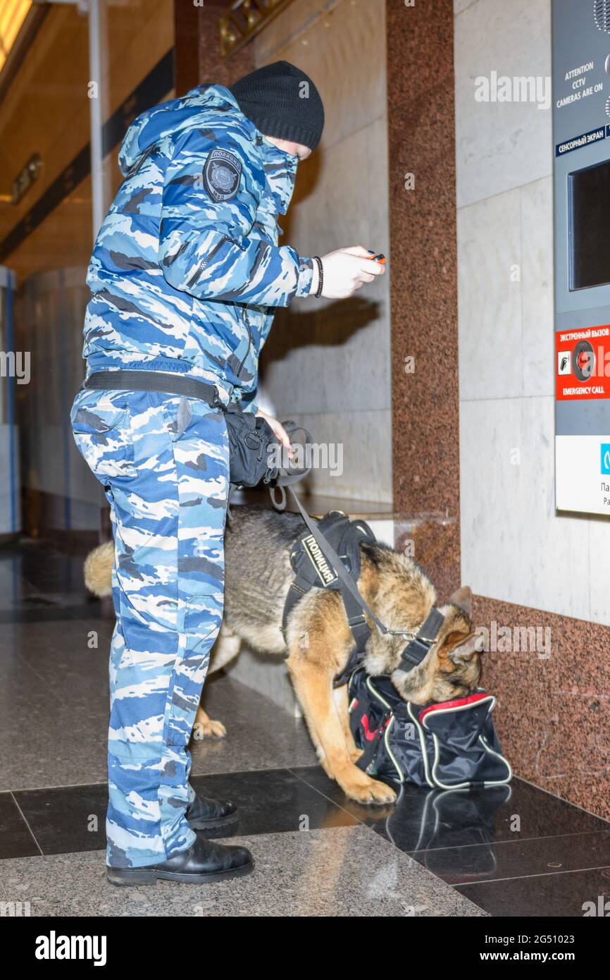 Eine Polizistin mit einem ausgebildeten deutschen Schäferhund schnüffelt Drogen oder Bomben im Gepäck aus. U-Bahn-Station. Stockfoto