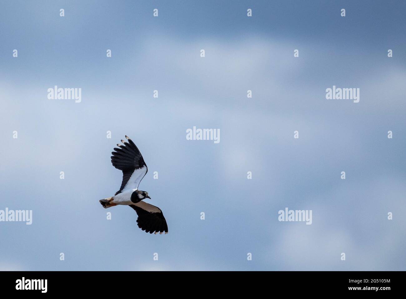 Zwei schwarz-weiße nördliche Kiebitz-Vögel fliegen dicht beieinander an einem teilweise blauen Himmel. Es ist auch bekannt als die grüne Pfucke, tuit oder tew-it, pe Stockfoto