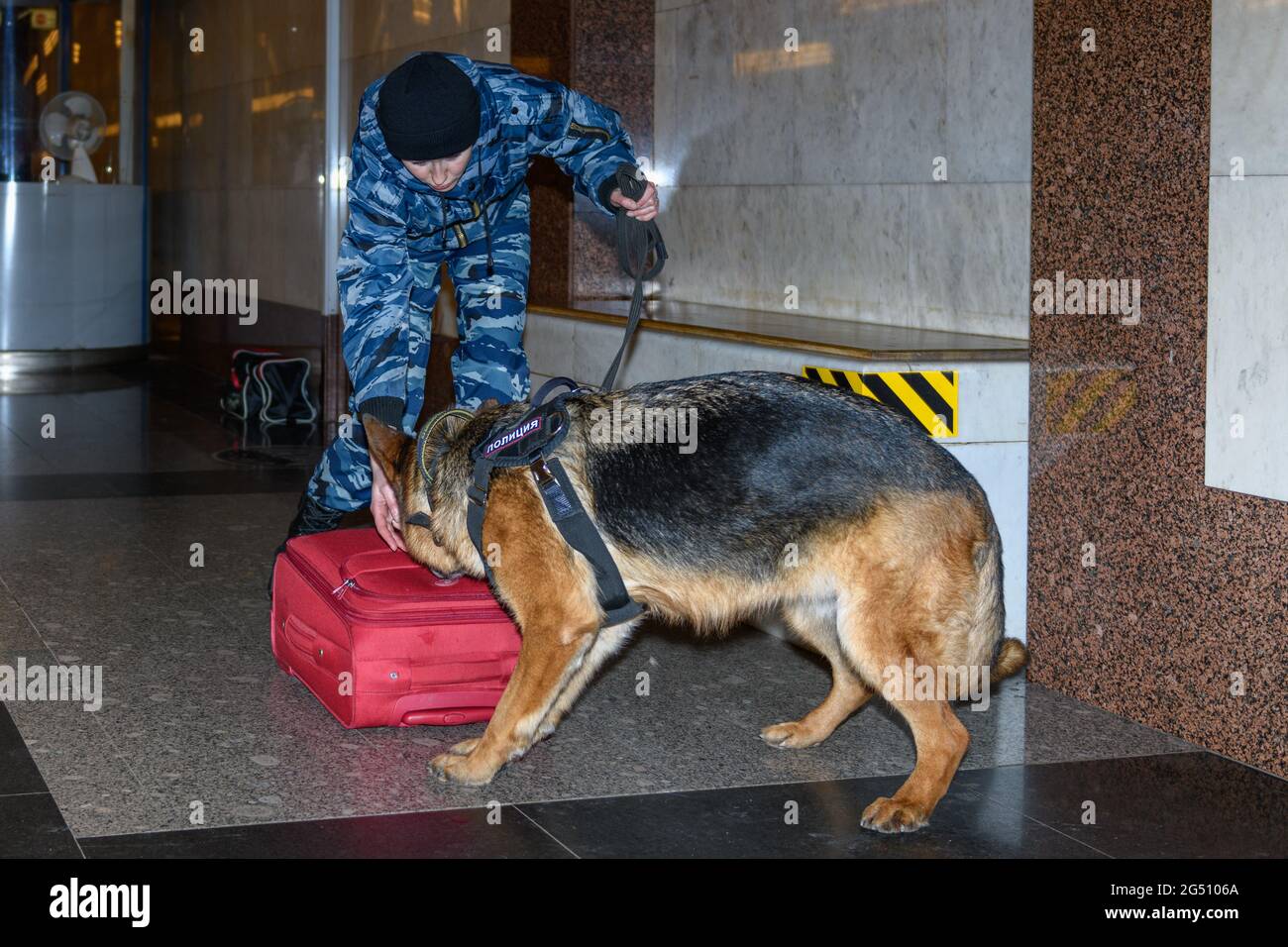 Eine Polizistin mit einem ausgebildeten deutschen Schäferhund schnüffelt Drogen oder Bomben im Gepäck aus. U-Bahn-Station. Stockfoto