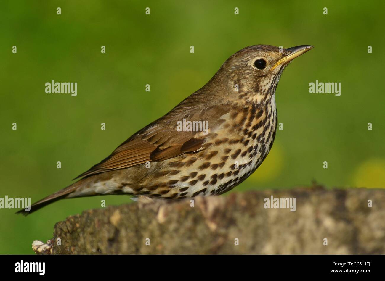 Singdrossel für Erwachsene auf Baumstumpf. Stockfoto