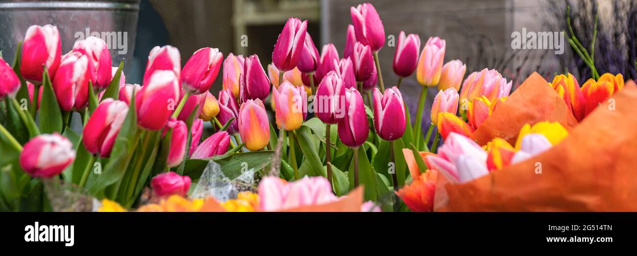 Kaufen Blumen im Frühjahr für den Urlaub. Die Kosten für Blumen, Tulpen. Tulpen in verschiedenen Farben in einem Eimer zum Verkauf in einem Blumenladen. Stockfoto