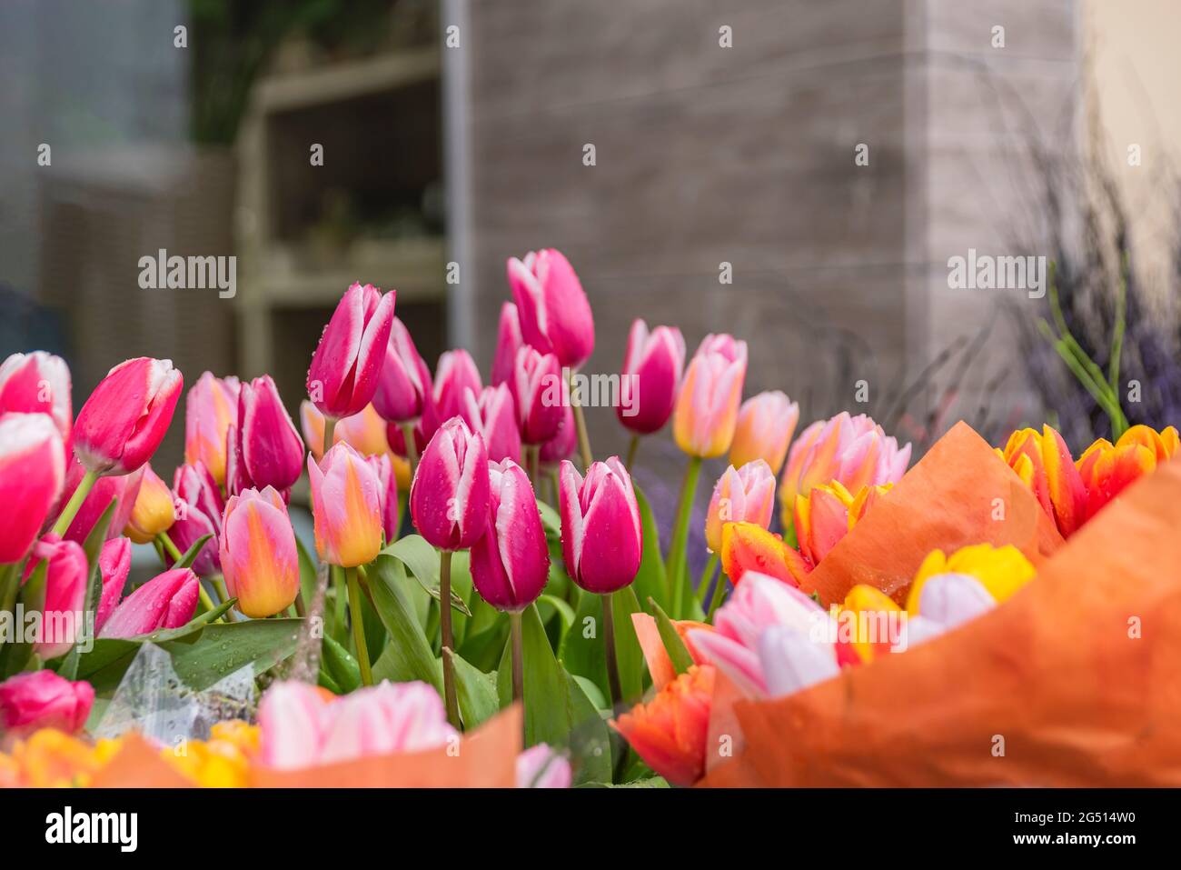 Kaufen Blumen im Frühjahr für den Urlaub. Die Kosten für Blumen, Tulpen. Tulpen in verschiedenen Farben in einem Eimer zum Verkauf in einem Blumenladen. Stockfoto