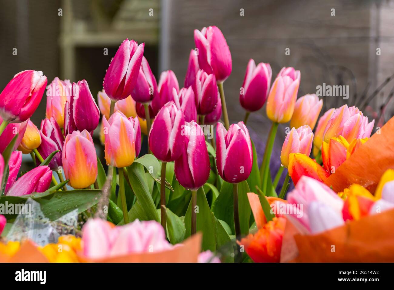 Erntet Tulpen. Verkauf von Blumen im Frühjahr. Die Kosten für Blumen, Tulpen. Tulpen in verschiedenen Farben in einem Eimer zum Verkauf in einem Blumenladen. Stockfoto