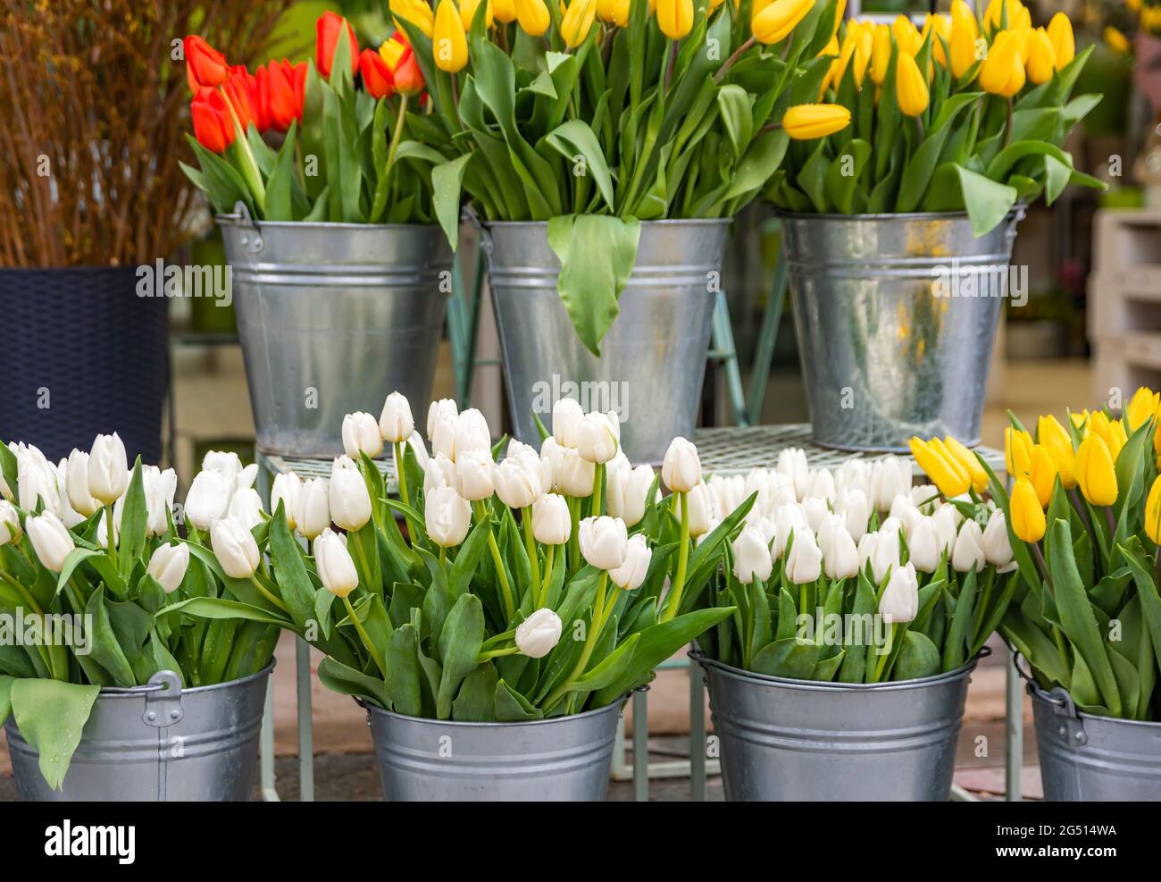 Kaufen Blumen im Frühjahr für den Urlaub. Die Kosten für Blumen, Tulpen. Tulpen in verschiedenen Farben in einem Eimer zum Verkauf in einem Blumenladen. Stockfoto