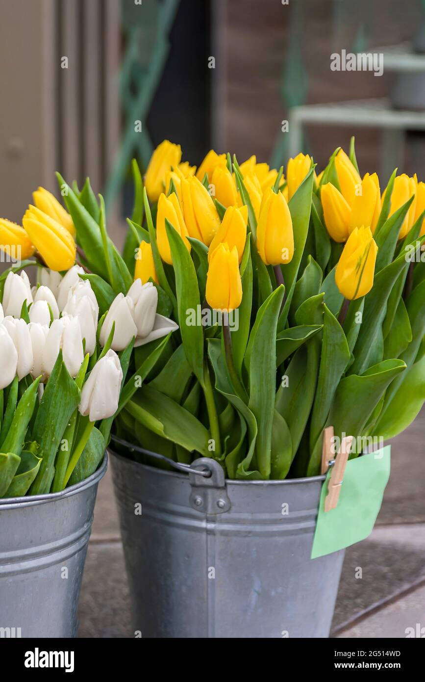 Erntet Tulpen. Verkauf von Blumen im Frühjahr. Die Kosten für Blumen, Tulpen. Tulpen in verschiedenen Farben in einem Eimer zum Verkauf in einem Blumenladen. Vertikal Stockfoto