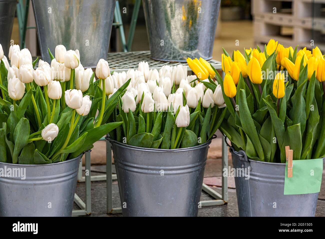 Kaufen Blumen im Frühjahr für den Urlaub. Die Kosten für Blumen, Tulpen. Tulpen in verschiedenen Farben in einem Eimer zum Verkauf in einem Blumenladen. Stockfoto