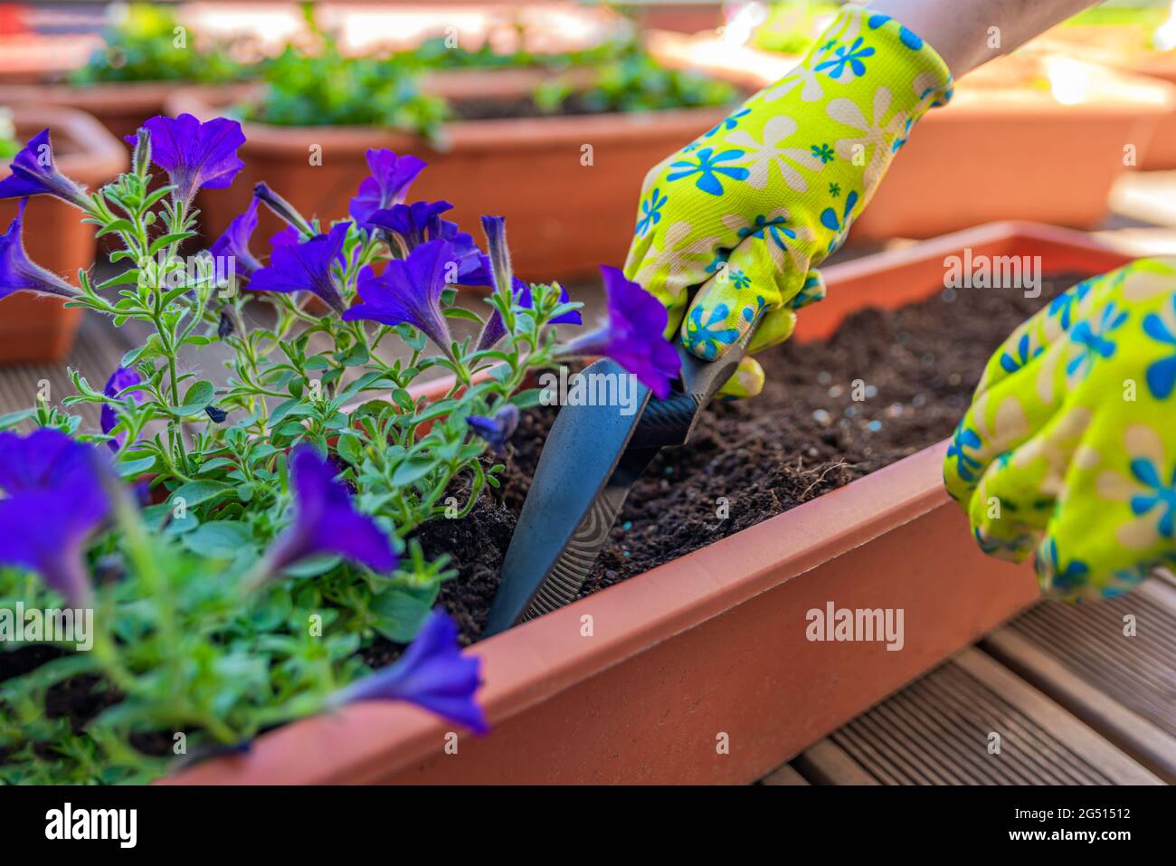 Blumen Pflanzen. Die Hände des Gärtners Pflanzen Blumen in einen Topf Erde in einen Behälter auf der Terrasse, Balkon, Garten. Gartenkonzept. Stockfoto