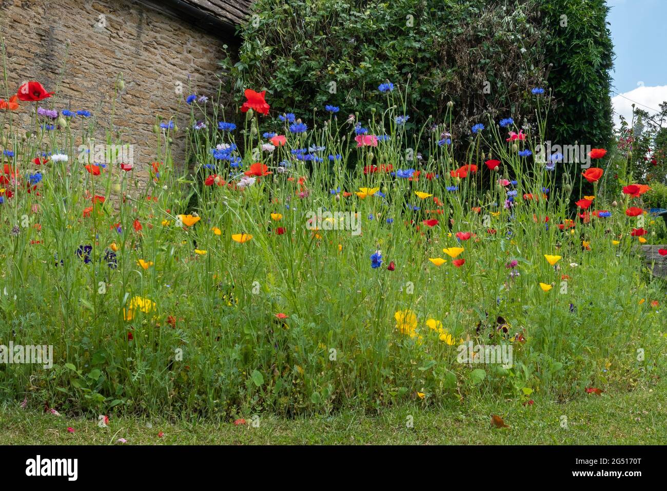 Farbenfroher Wildblumengarten mit roten Mohnblumen und blauen Kornblumen im Sommer, England, Großbritannien Stockfoto