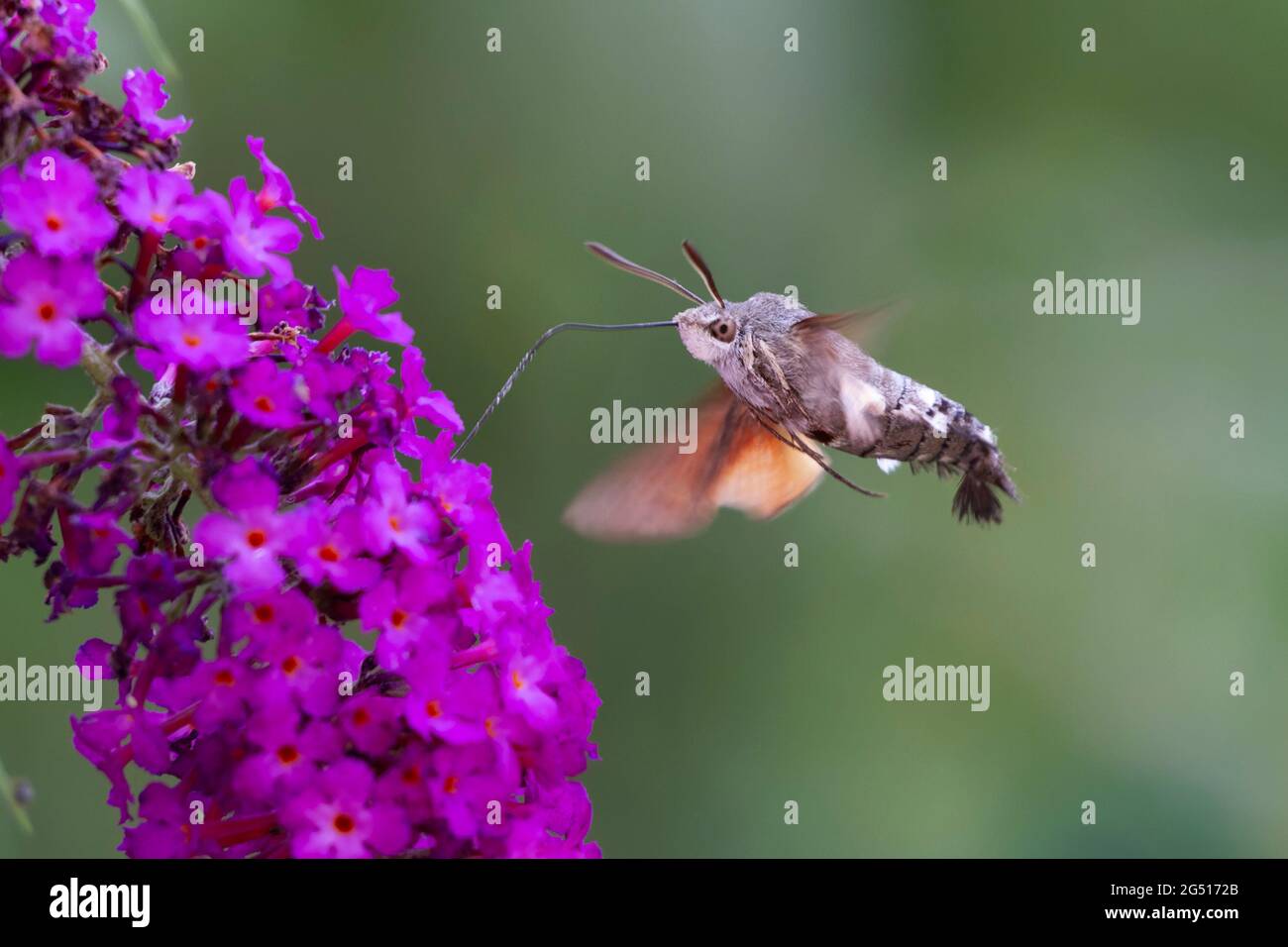 Kolibri-Falkenmotte Macroglossum stellatarum auf der Nahrungssuche im Flug Stockfoto