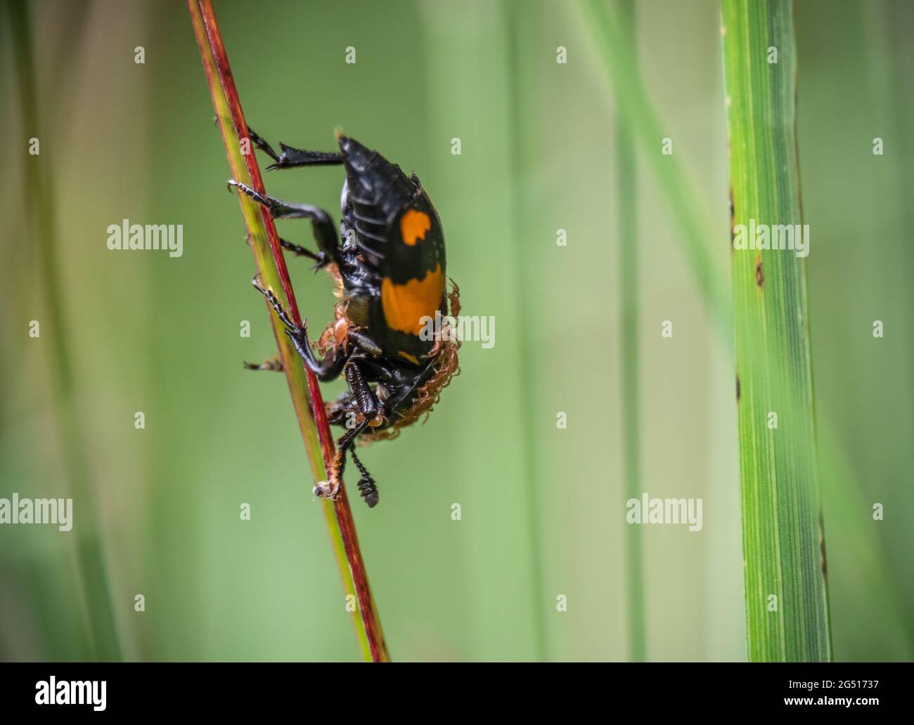 Der Burying Beetle alias Nicrophorus vespilloides auf Pflanzenstamm mit phoretischen Milben sichtbar. Stockfoto