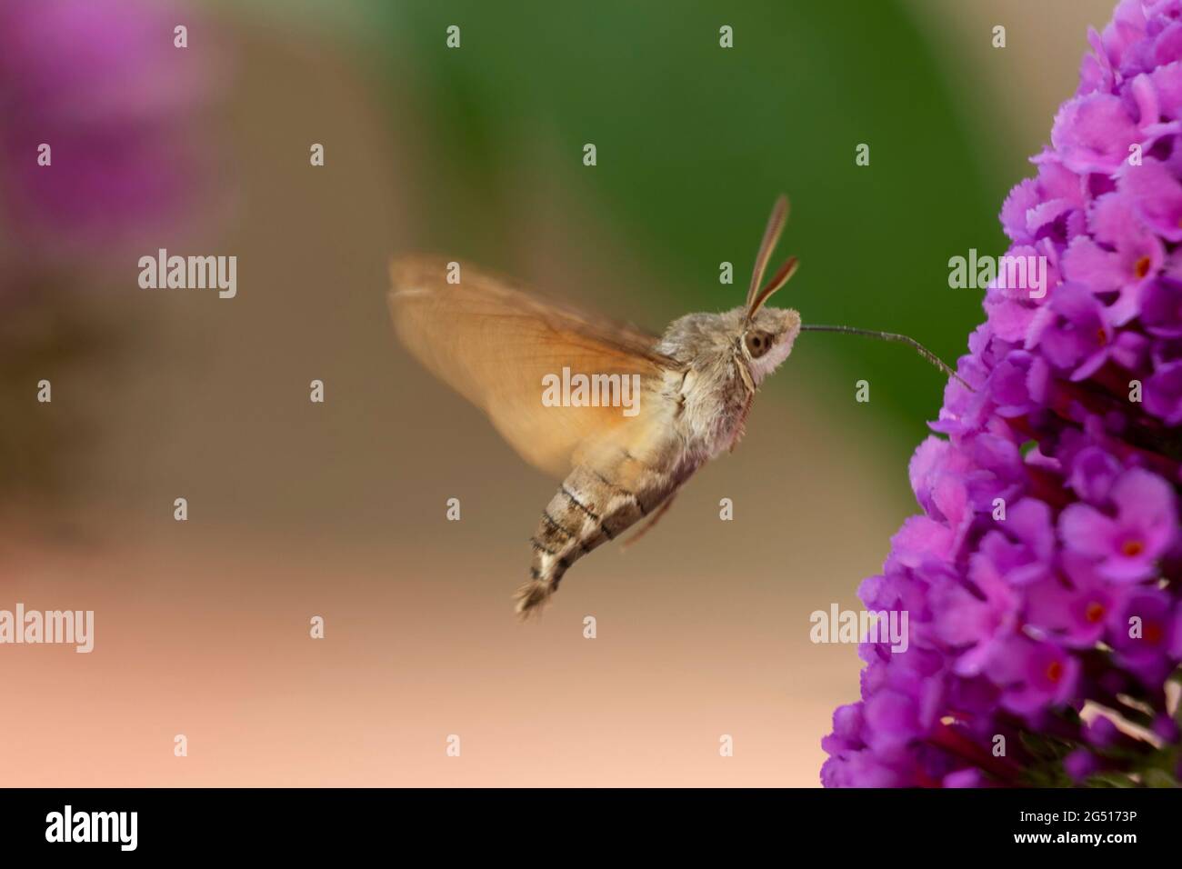 Kolibri-Falkenmotte Macroglossum stellatarum auf der Nahrungssuche im Flug Stockfoto