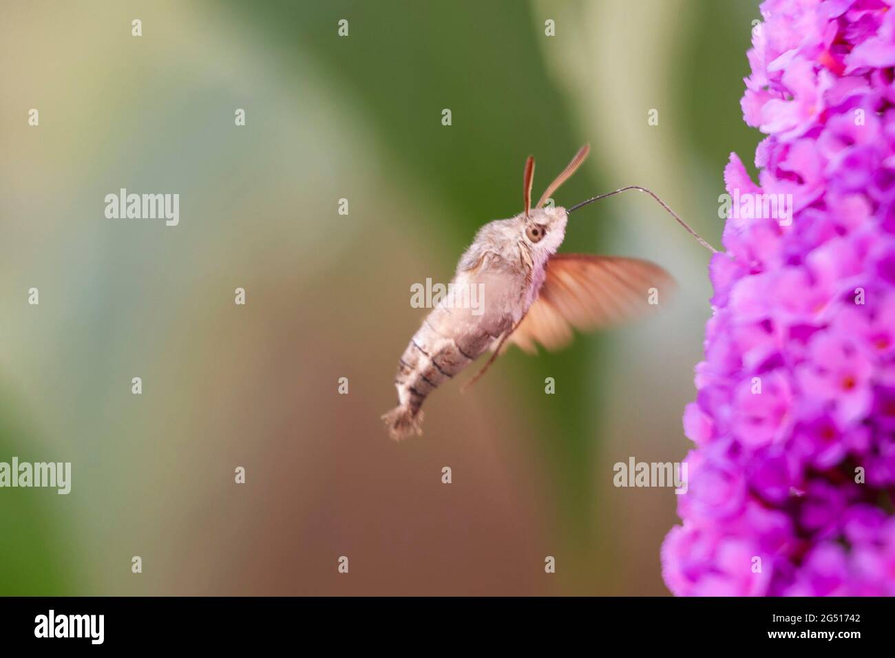 Kolibri-Falkenmotte Macroglossum stellatarum auf der Nahrungssuche im Flug Stockfoto