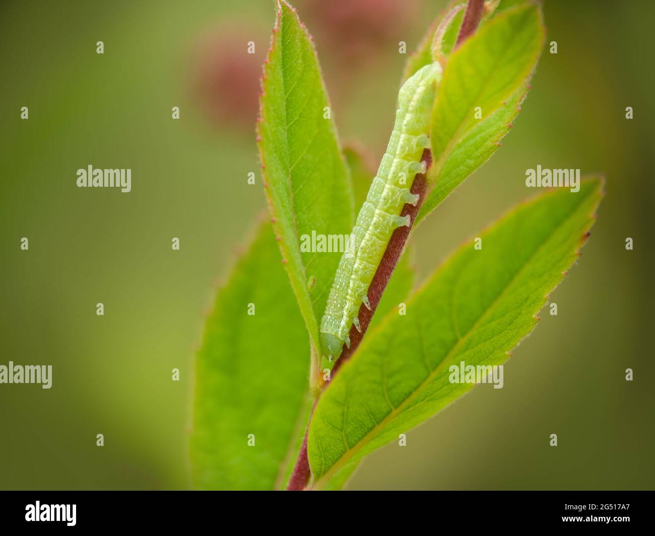 Green Angle Shades aka Phlogophora meticulosa Motte Raupe. Stockfoto
