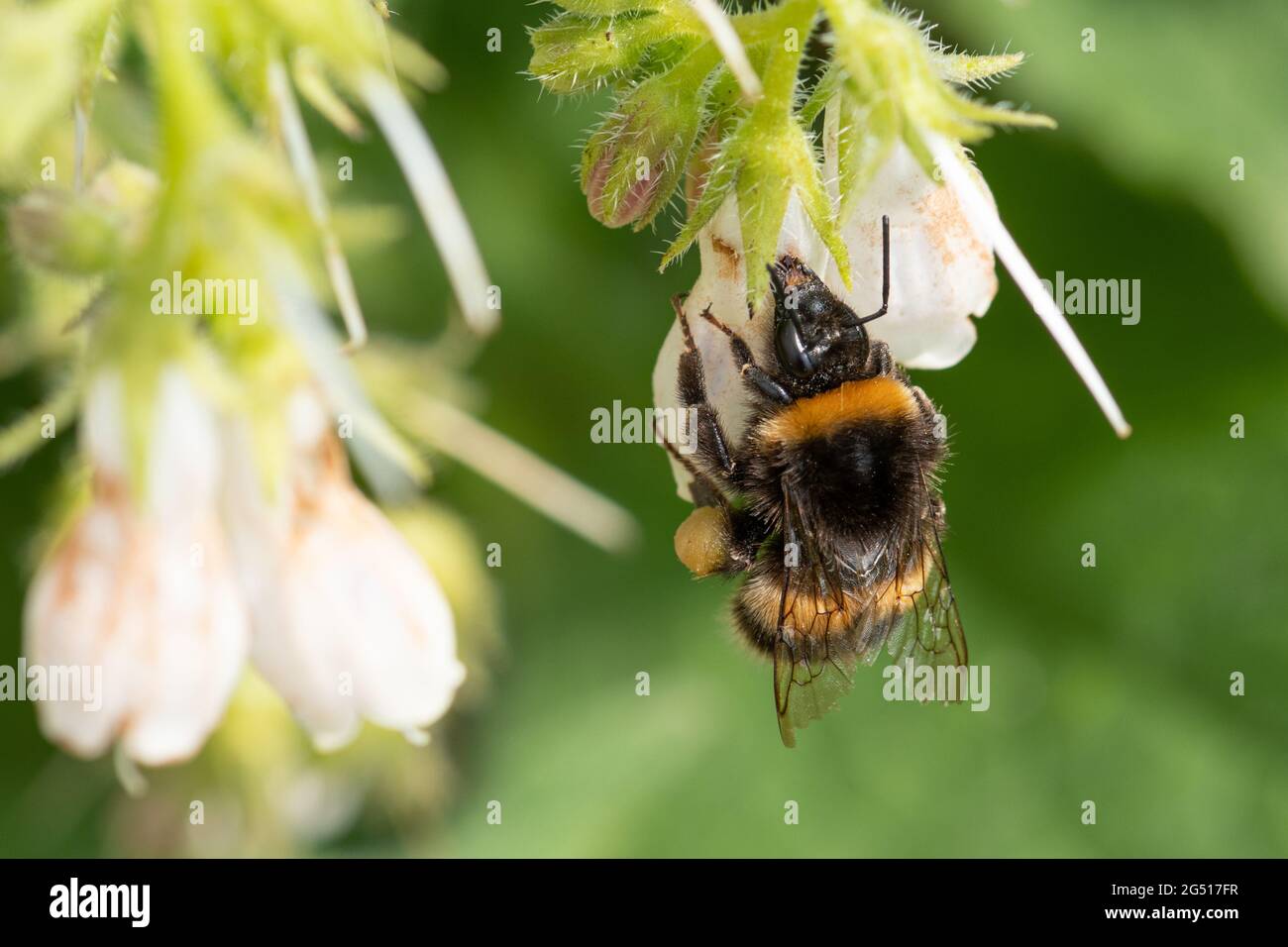 Hummel-Nektarraub von gewöhnlichen Beinwell-Blüten (Symphytum officinale), Großbritannien. Stockfoto