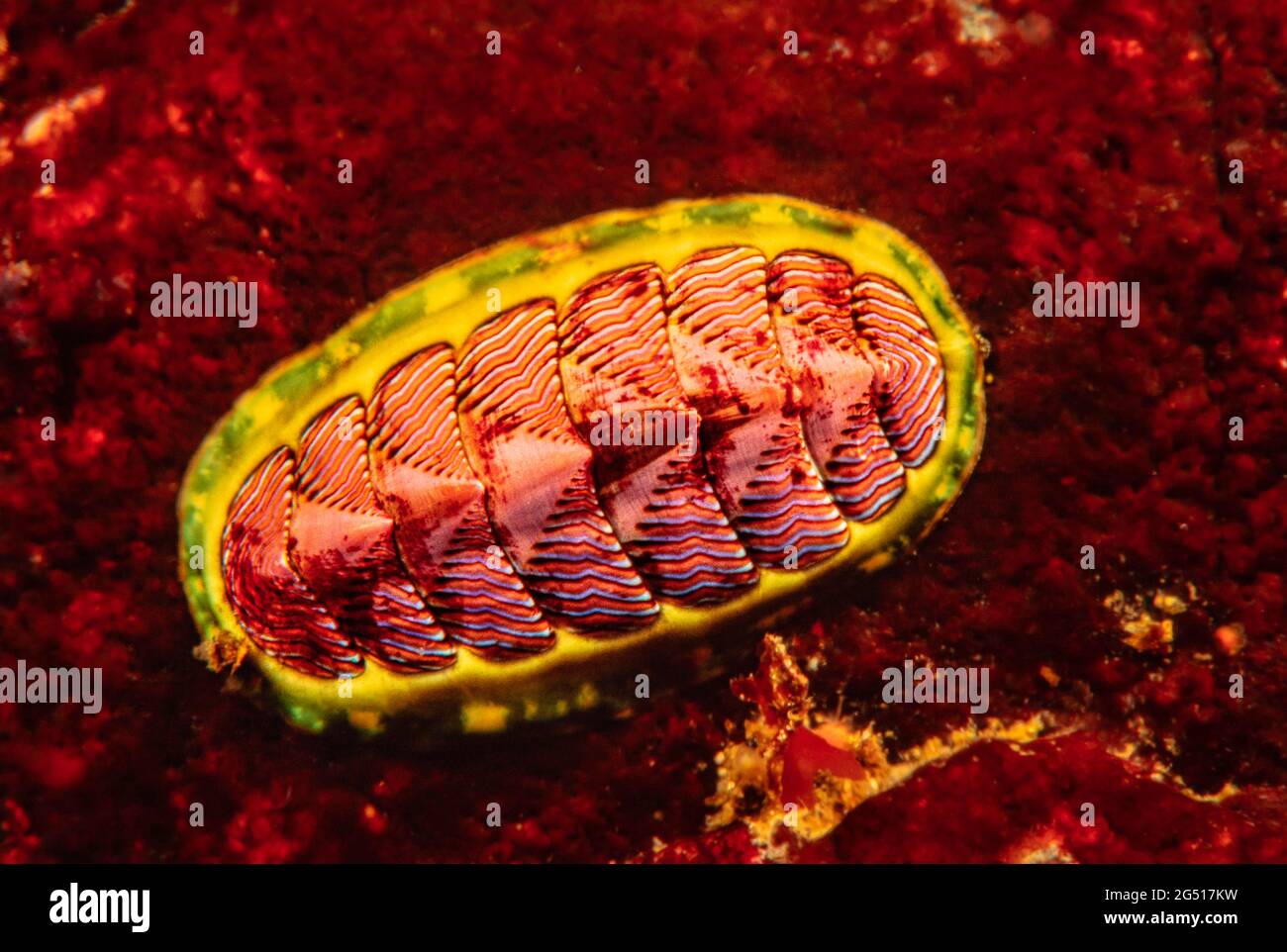 Die blaue Linie chiton, Tonicella undocaerulea, liegt an der Westküste von Kalifornien bis Alaska, British Columbia, Kanada. Stockfoto