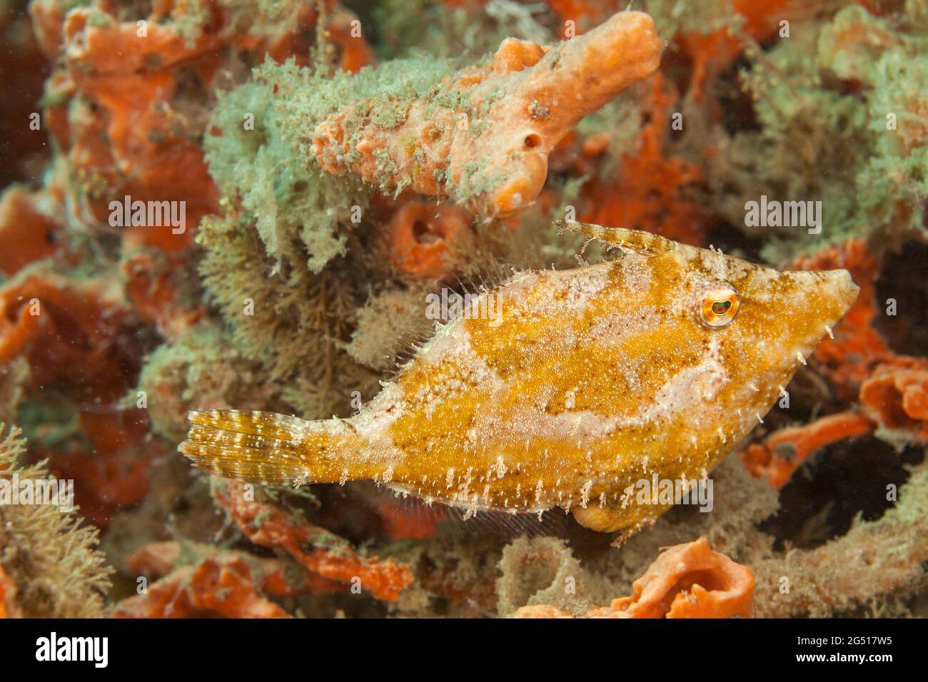 Ein schlanker Filefisch, Monacanthus tuckeri, getarnt vor dem Hintergrund eines Korallenriffs, vor Singer Island, Florida, USA. Stockfoto