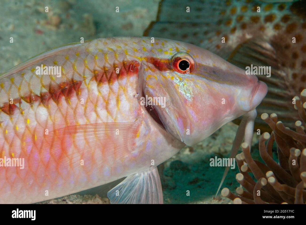 Diese Commensal Shrimp, Periclemenes holthuisi, hat die Sicherheit ihres Heims in den Korallententakeln verlassen, um die Kiemen dieses Nadelfisches zu untersuchen, Stockfoto