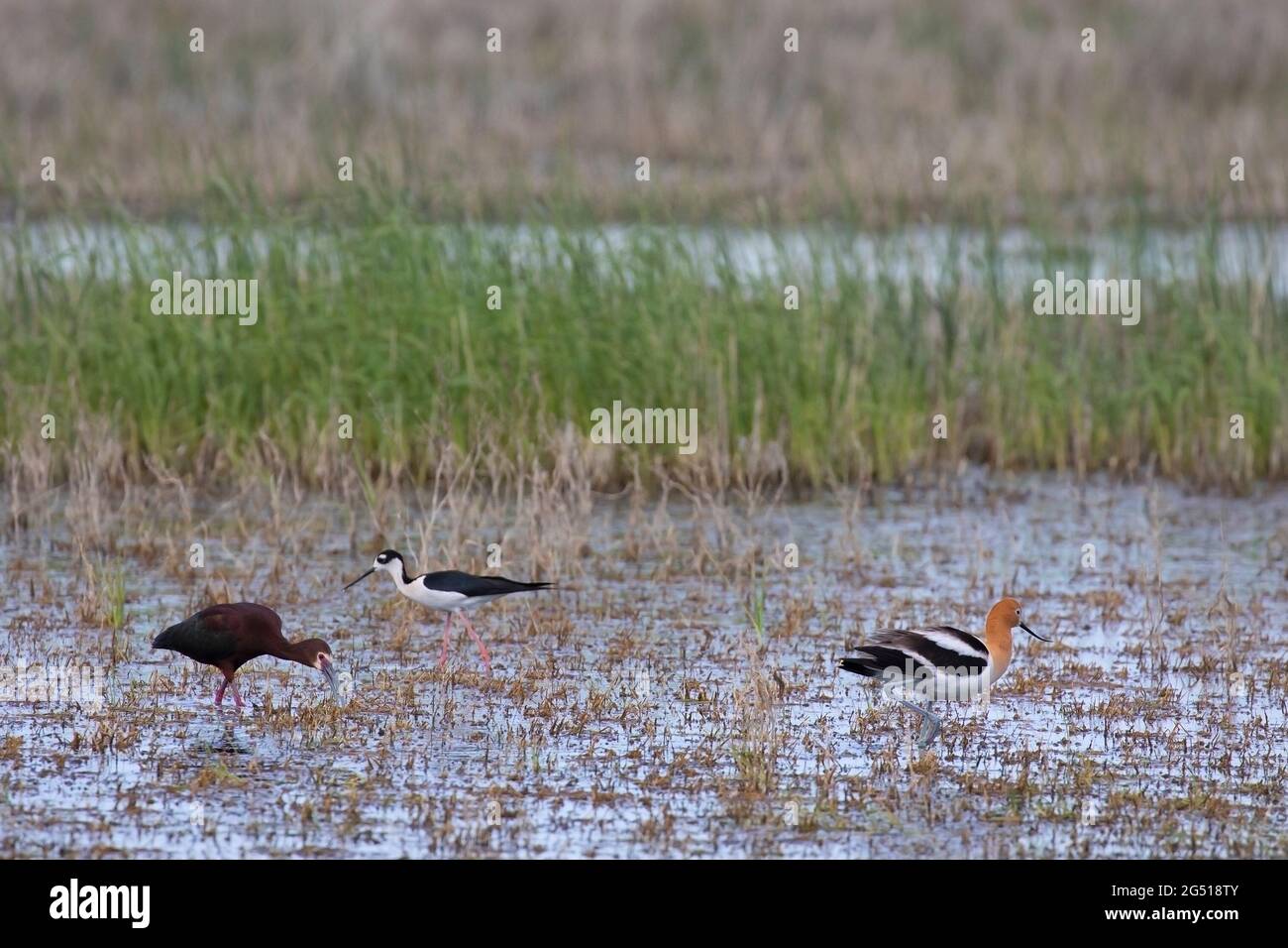 Drei verschiedene Arten von Küstenvögeln, die sich in einem slough in den kanadischen Prärien füttern: Weißköpfiges Ibis, Schwarzhals-Stilt und amerikanisches Avocet Stockfoto