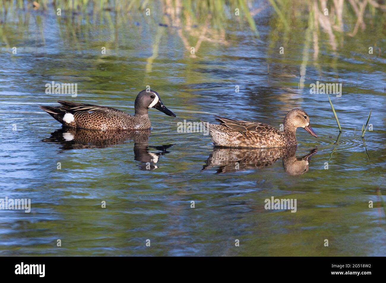 Blaugeflügeltes Paar Enten, Männchen und Weibchen, die im Frühjahr in einem Teich schwimmen (Spatula-Diskotheken) Stockfoto