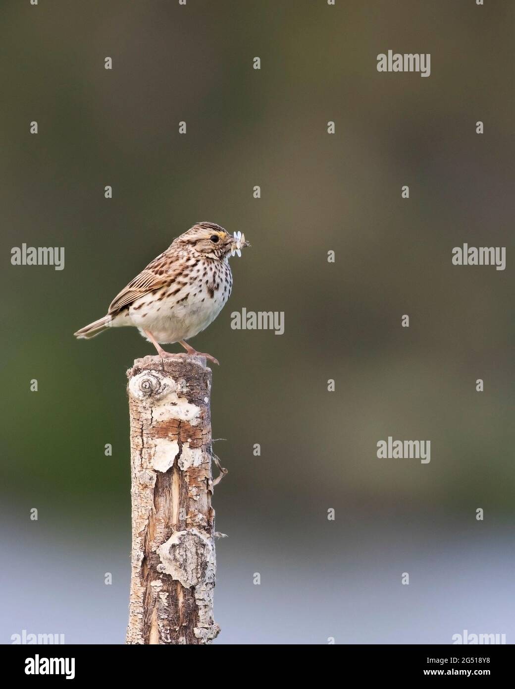 Savannah Sparrow mit Schnabel voller Insekten (Passerculus sandwichensis) Stockfoto