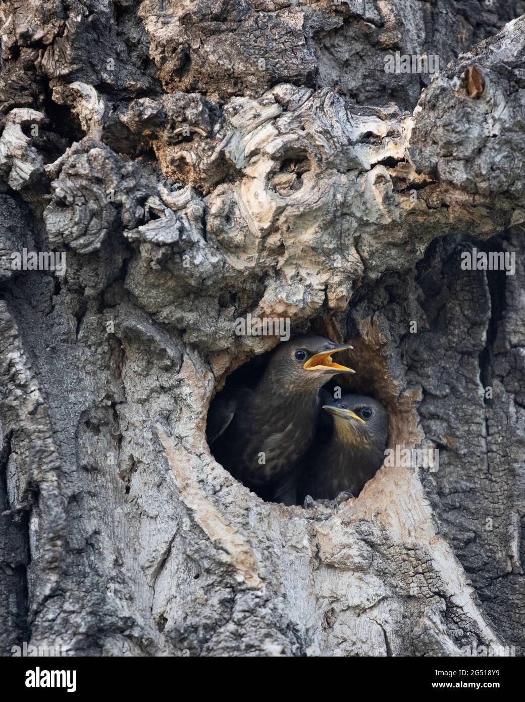 Starling Nestlinge (Sturnus vulgaris) betteln um Nahrung aus ihrem Nestloch in der Höhle eines Balsam-Pappelbaums (Populus balsamifera) Stockfoto