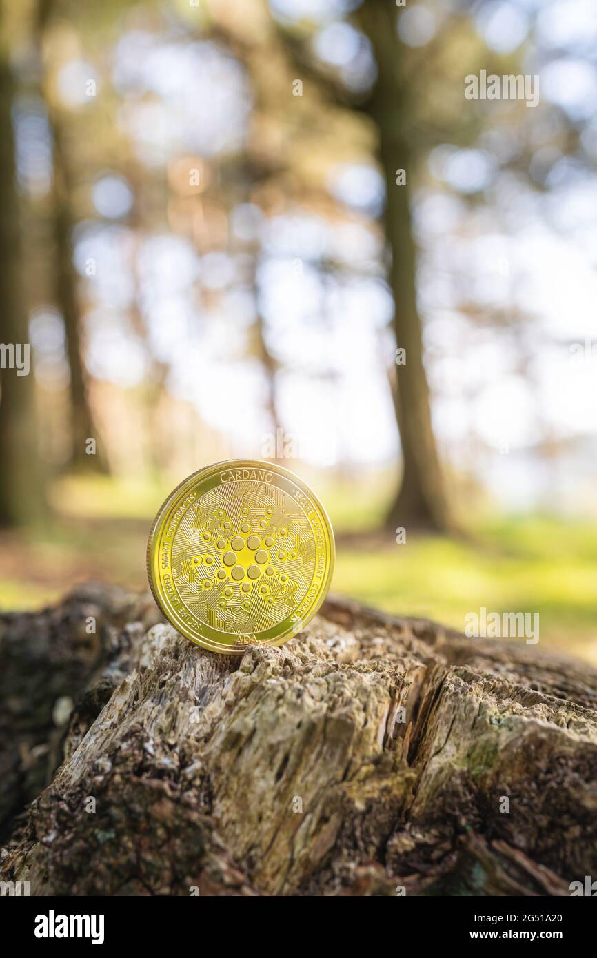 Nahaufnahme von Cardano auf einem Baumstumpf im Freien mit natürlichem, unscharfem grünen Waldhintergrund und Kopierbereich. Eine ADA-Kryptowährung in Gold. Stockfoto