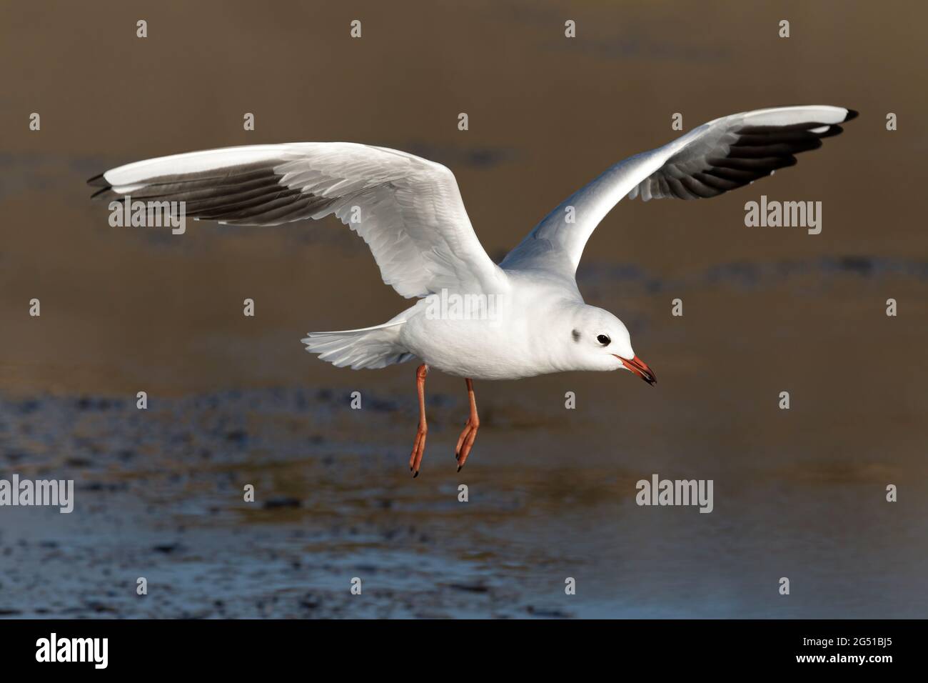 Schwarzkopfmöwe, Larus ridibundus, Wintergefieder auf dem eisbedeckten Pool Norfolk Stockfoto