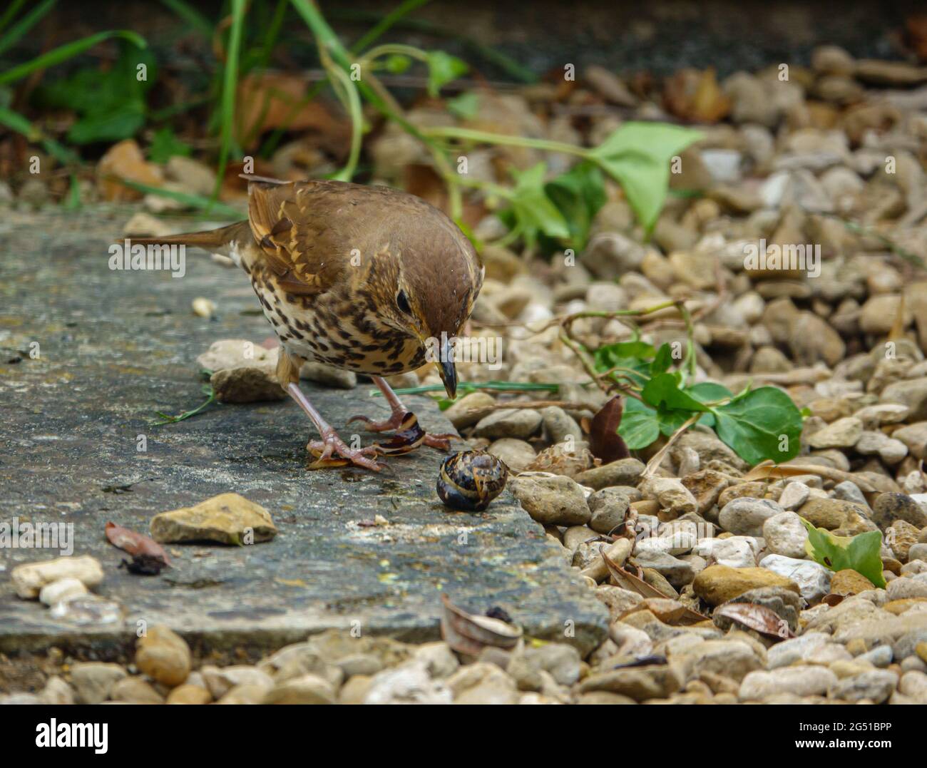 Nahaufnahme einer Misteldrossel (Turdus viscivorus) Stockfoto