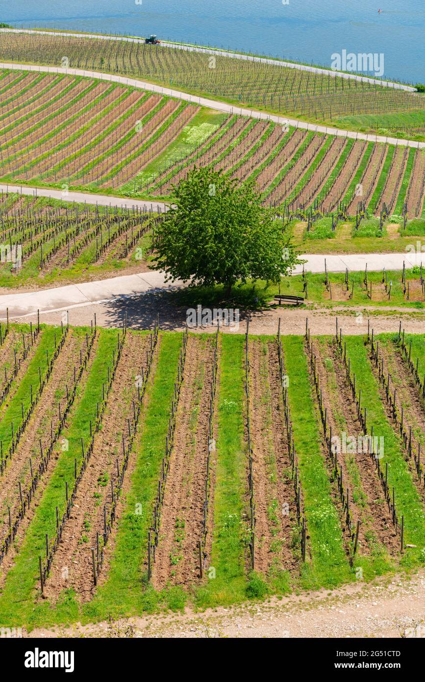 Weingärten von der Niederwald-Gedenkstätte aus gesehen, Rüdesheim, berühmtes Weindorf in der Rheingauer Landschaft am Rhein, Hessen, Deutschland, Europa Stockfoto