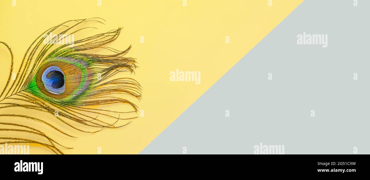 Sommer zweifarbigen Hintergrund mit Pfau Feder. Minimales sommerliches exotisches Konzept mit Kopierplatz. Hochwertige Fotos Stockfoto