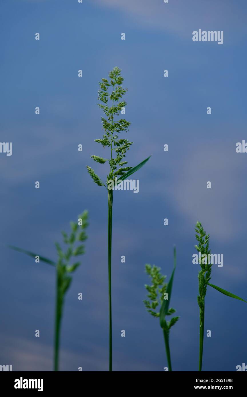 Elegante und bunte Grashalme im Sommer an der Wasseroberfläche mit Reflexen des Abendhimmels Stockfoto