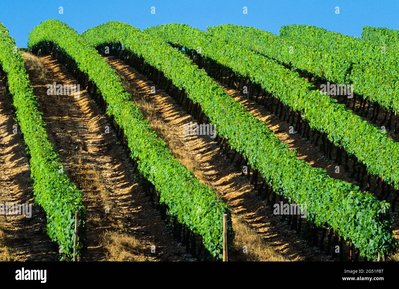 Landschaft mit grünen Weinbergen, Elsass, Frankreich Stockfoto