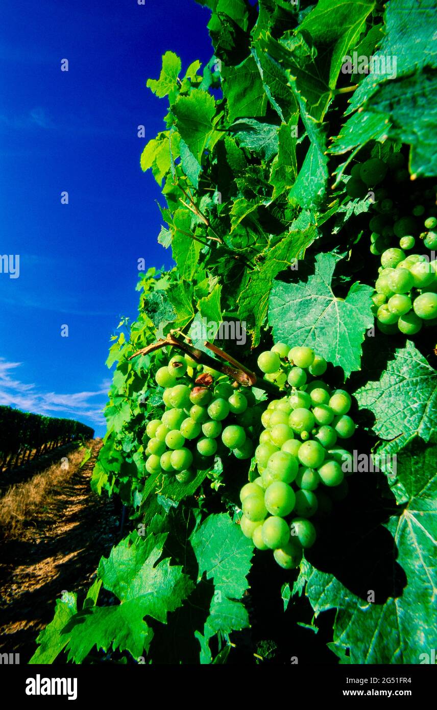 Nahaufnahme der Trauben auf der Weinrebe, Elsass, Frankreich Stockfoto