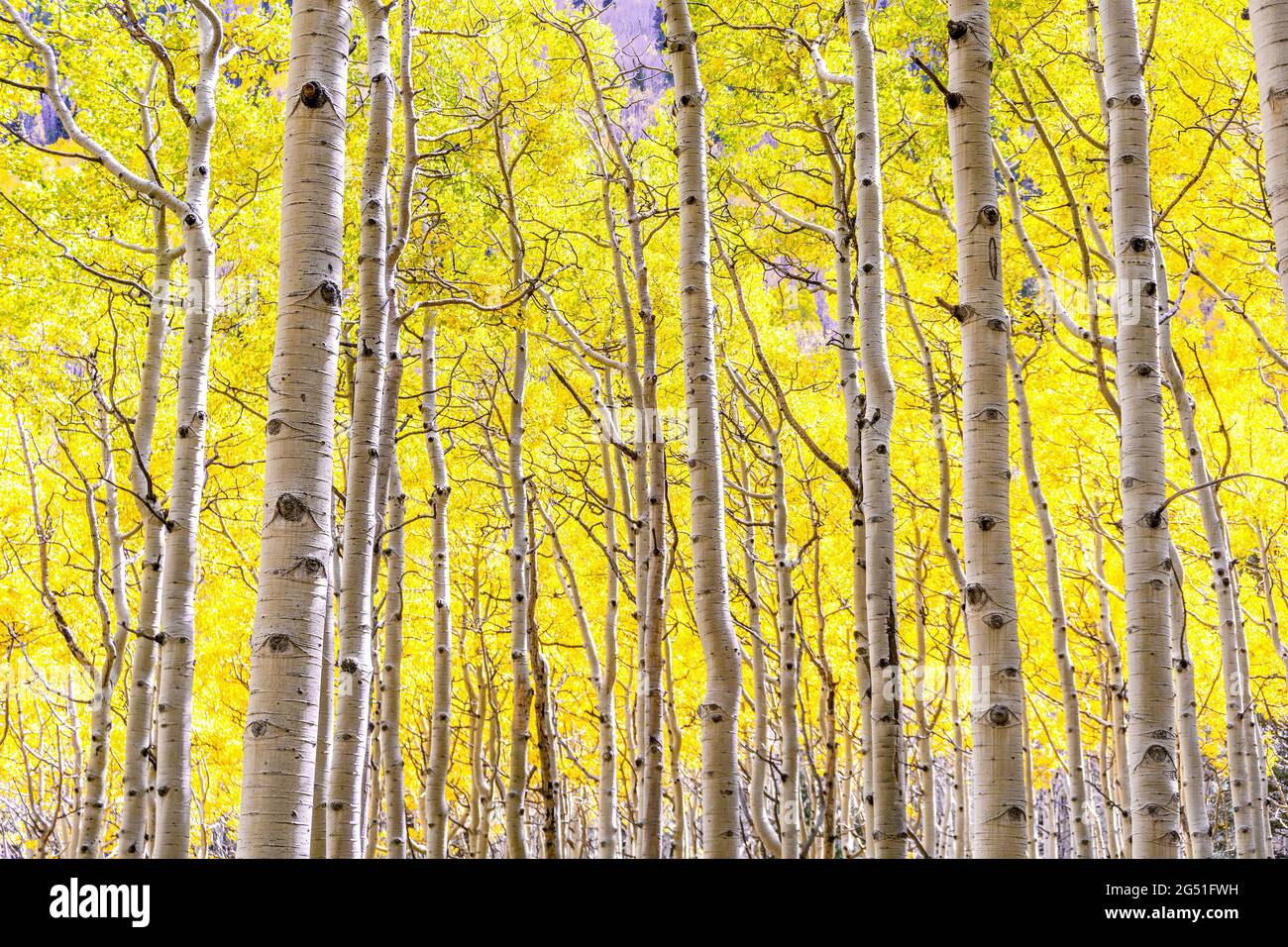 Aspen Wald in der höchsten Herbstschönheit mit goldgelben Blättern so weit das Auge reicht in Flagstaff, Arizona. Espen wechselnde Blätter in der Hintergrundbeleuchtung. Stockfoto