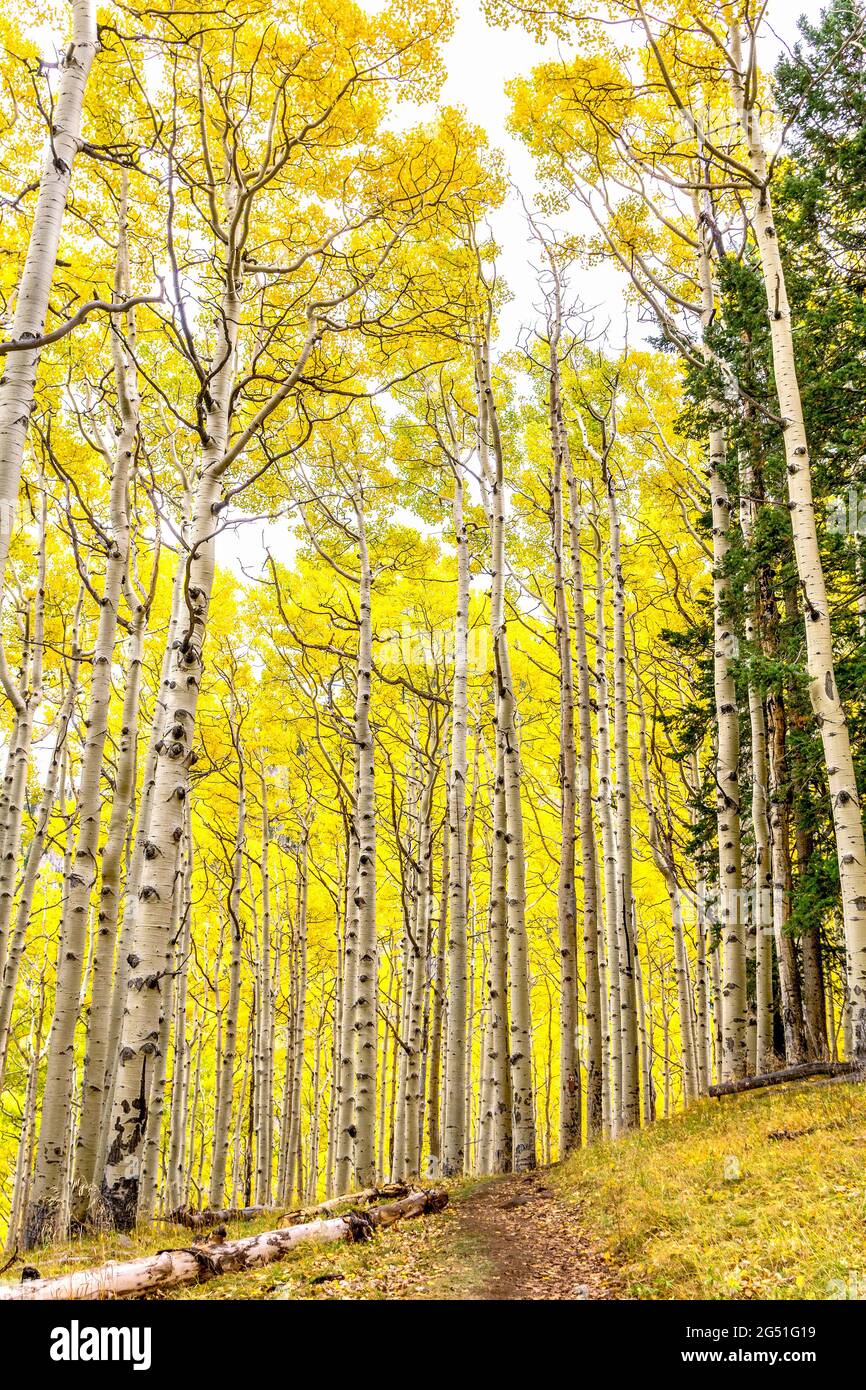 Bergwanderweg durch Espenhain in höchster Herbstschönheit. Espen mit wechselnden goldgelben Blättern in Flagstaff, Arizona. Stockfoto