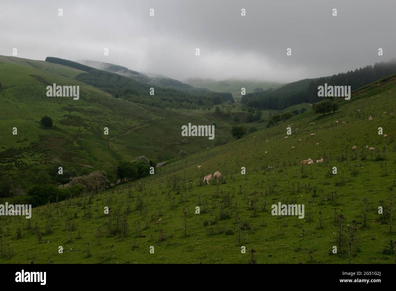 Düsterer Tag in den Cambrian Mountains in der Nähe von Llangurig, Powys, Wales, Großbritannien Stockfoto
