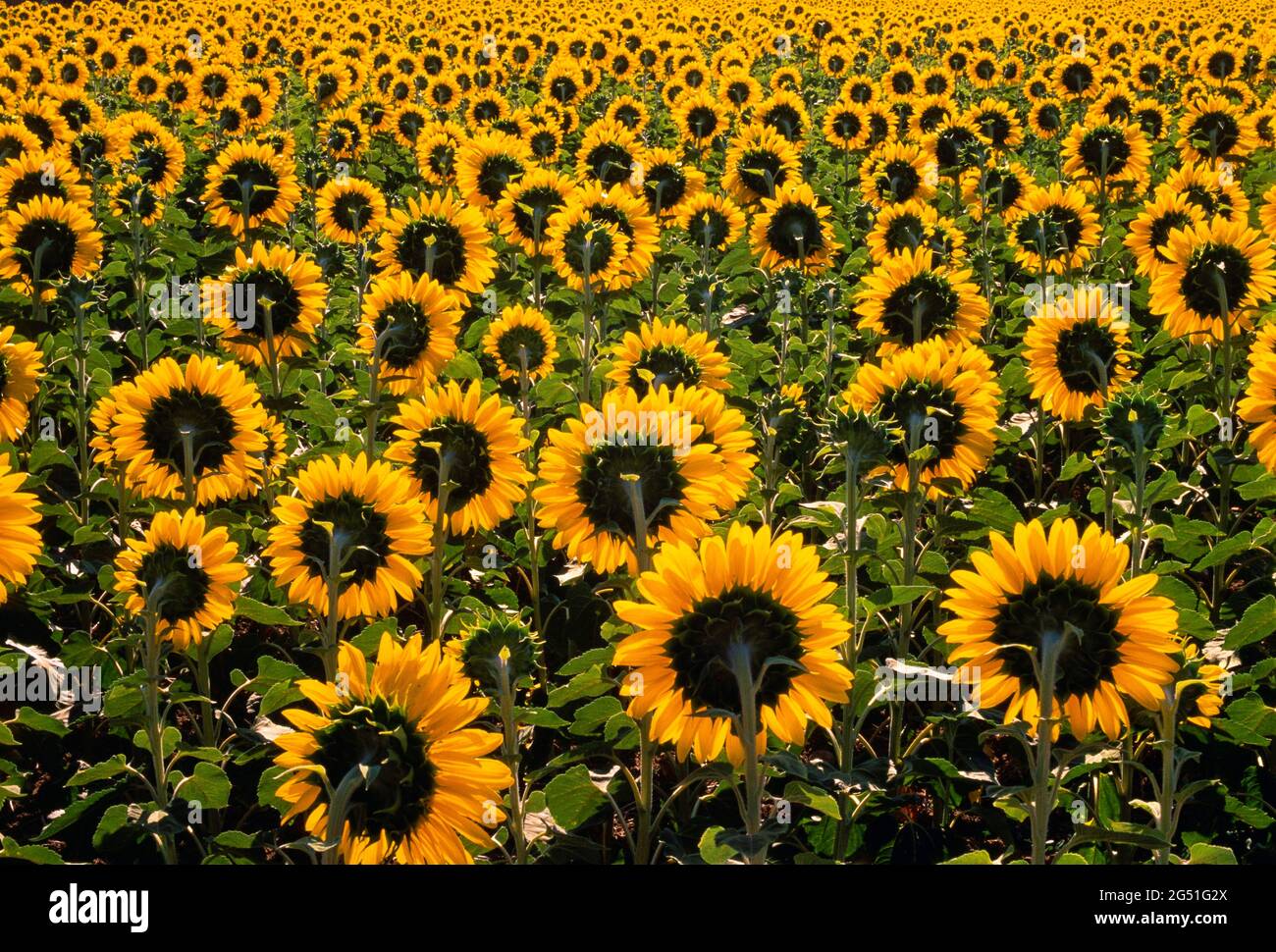 Landschaft mit gelbem Sonnenblumenfeld, Provence, Frankreich Stockfoto