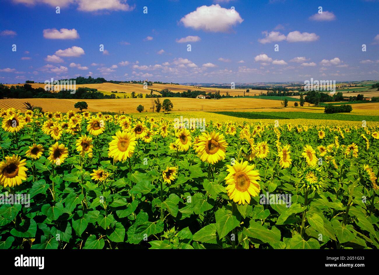 Landschaft mit Sonnenblumenfeld unter blauem Himmel, Lectoure, Coccitanien, Frankreich Stockfoto