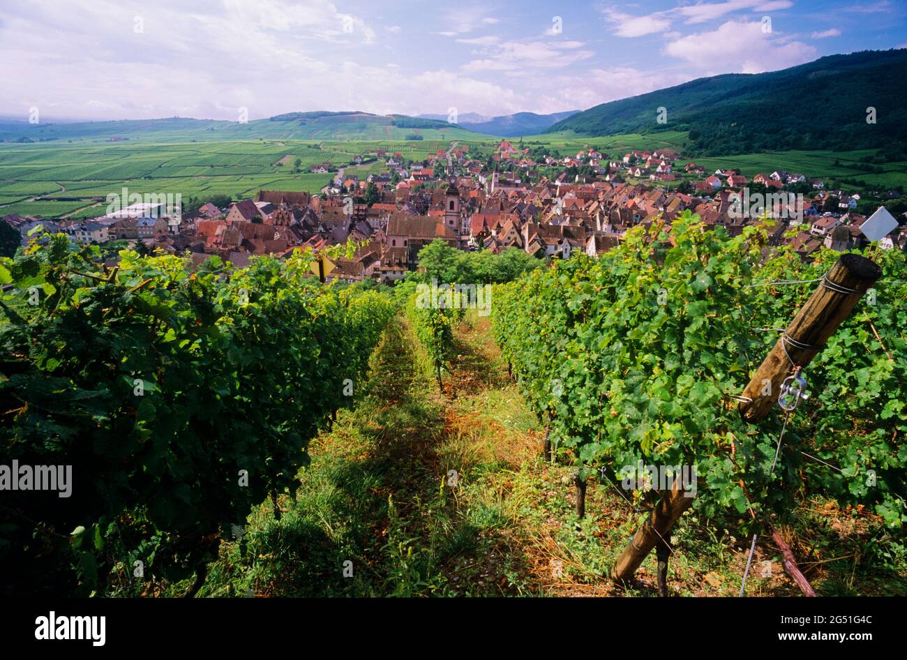 Dorf mit Weinbergen, Riquewihr, Elsass, Frankreich Stockfoto
